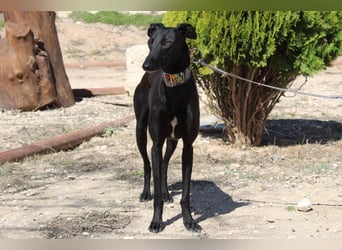 GUILIA-zarte Galga mit großer Seele sucht Geborgenheit in einem liebevollen Zuhause