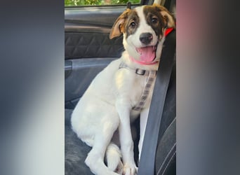 Luna - lebhafte, aktive, verspielte junge Hündin / z.Zt. noch in Rumänien