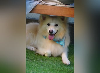 Diego-SR, sucht Familie zum Spielen und Spazieren