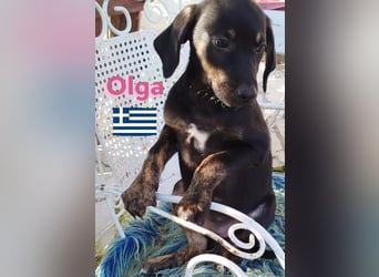 Olga, 01/25 - süßes Schlappöhrchen sucht Familie,bereits auf PS in 40723 Hilden