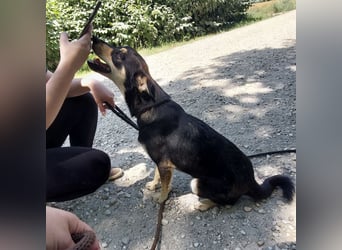 Bolek ein Schatz auf 4 Pfoten