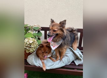Lilo SR – Verspielte Spitzdame sucht liebevolles Zuhause
