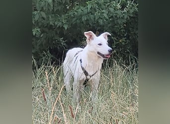 Yuki