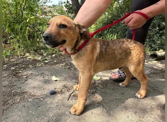 Artur, geboren 16.03.2025, 31cm sucht seine Chance