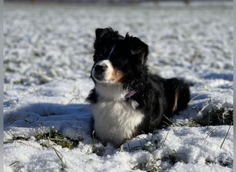 Liebenswerte Familienhunde Maex & Maya suchen ein neues Zuhause