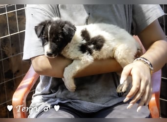 Teddy und seine Geschwister suchen ab September ein Zuhause