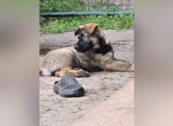 Dunkelgraue Schäferhunde aus Kör-u.Leistungzucht