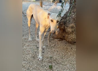 Invierno, ein toller Galgo Bub