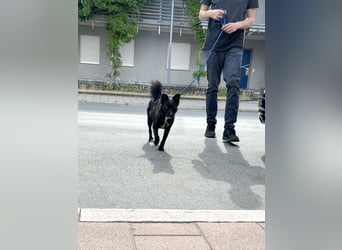 Freundlicher ELVIS möchte dich um seine hübschen Pfoten wickeln