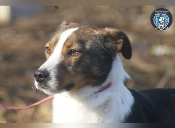 Ziggy sucht ein Zuhause