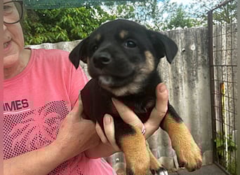 Welpe Bruno: neu im Tierheim