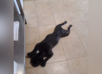 COCO