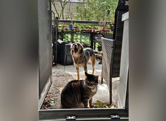 Grisa - eine ganz besondere Hundedame
