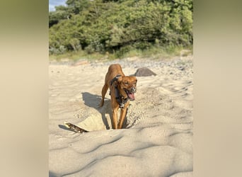 Zuhause voller Liebe für Lou gesucht