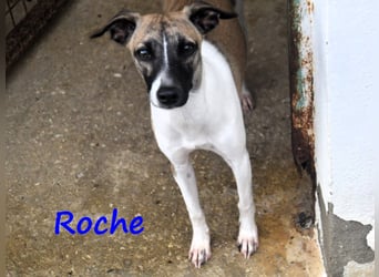 Roche 08/2024 (ESP) - verspielter und menschenbezogener Whippet Welpe!