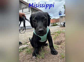Misissippi geb. 03/2025 (in Deutschland) - kleiner Labrador-Mix Welpe!