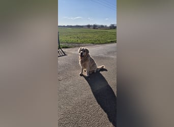 Golden Retriever Deckrüde
