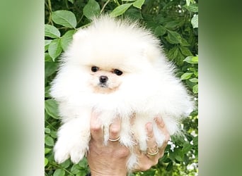 Pomeranian Zwergspitz