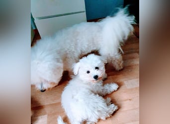 Liebe Bichon frise Welpen