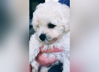 Liebe Bichon frise Welpenbegrüße