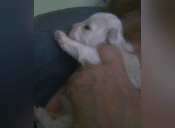 Liebe Bichon frise Welpenbegrüße