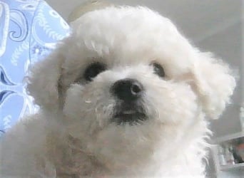 Liebe Bichon frise Welpenbegrüße