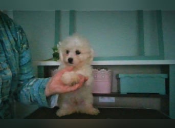 Liebe Bichon frise Welpenbegrüße