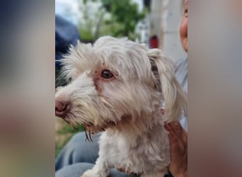 HOGOLYO, Bichon-Mix, Rüde, geb. ca.02.2024, hat ganz viel Liebe zu geben.