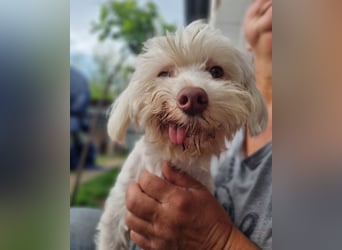 HOGOLYO, Bichon-Mix, Rüde, geb. ca.02.2024, hat ganz viel Liebe zu geben.