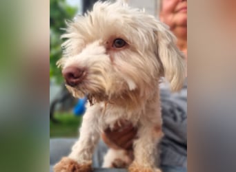 HOGOLYO, Bichon-Mix, Rüde, geb. ca.02.2024, hat ganz viel Liebe zu geben.
