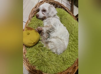 HOGOLYO, Bichon-Mix, Rüde, geb. ca.02.2024, hat ganz viel Liebe zu geben.