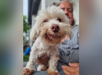 HOGOLYO, Bichon-Mix, Rüde, geb. ca.02.2024, hat ganz viel Liebe zu geben.