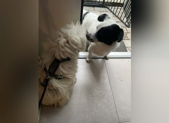 Amaja von kettenlos (auf Pflegestelle in NRW)