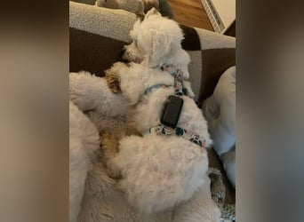 Suse von kettenlos (Pflegestelle in NRW)