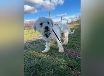 Suse von kettenlos (Pflegestelle in NRW)