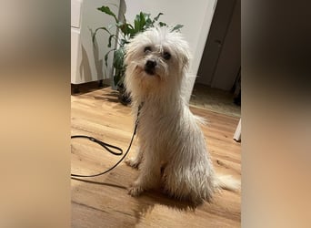 Amaja von kettenlos (auf Pflegestelle in NRW)