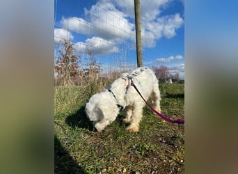 Suse von kettenlos (Pflegestelle in NRW)