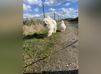 Amaja von kettenlos (auf Pflegestelle in NRW)