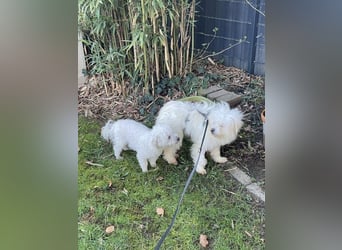 Amaja von kettenlos (auf Pflegestelle in NRW)