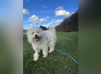 Amaja von kettenlos (auf Pflegestelle in NRW)