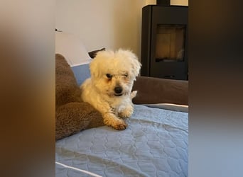 Suse von kettenlos (Pflegestelle in NRW)