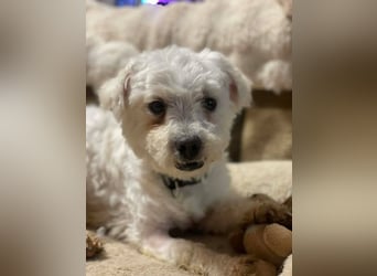 Suse von kettenlos (Pflegestelle in NRW)