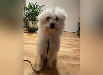 Amaja von kettenlos (auf Pflegestelle in NRW)