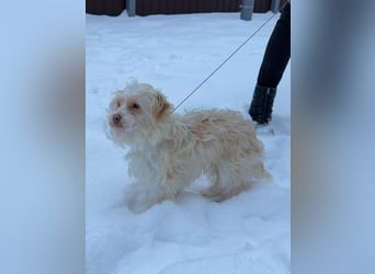 Kleiner Bichon/Malteser Mix BRADY sucht seine Familie!