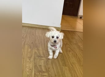 Welpendame JESSY (Bichon-Malteser-Mix) sucht ihre Familie!