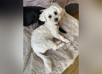 Welpendame JESSY (Bichon-Malteser-Mix) sucht ihre Familie!