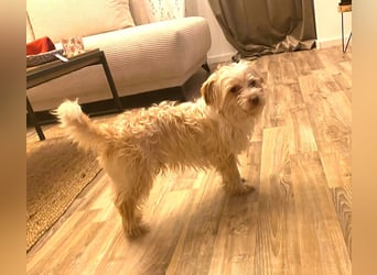 Kleiner Bichon/Malteser Mix BRADY sucht seine Familie!