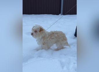 Kleiner Bichon/Malteser Mix BRADY sucht seine Familie!