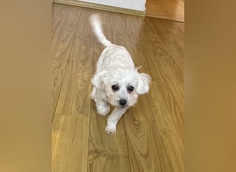 Welpendame JESSY (Bichon-Malteser-Mix) sucht ihre Familie!
