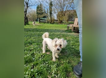 Rasse: Bolonka oder Pudel - Mischling Moniča